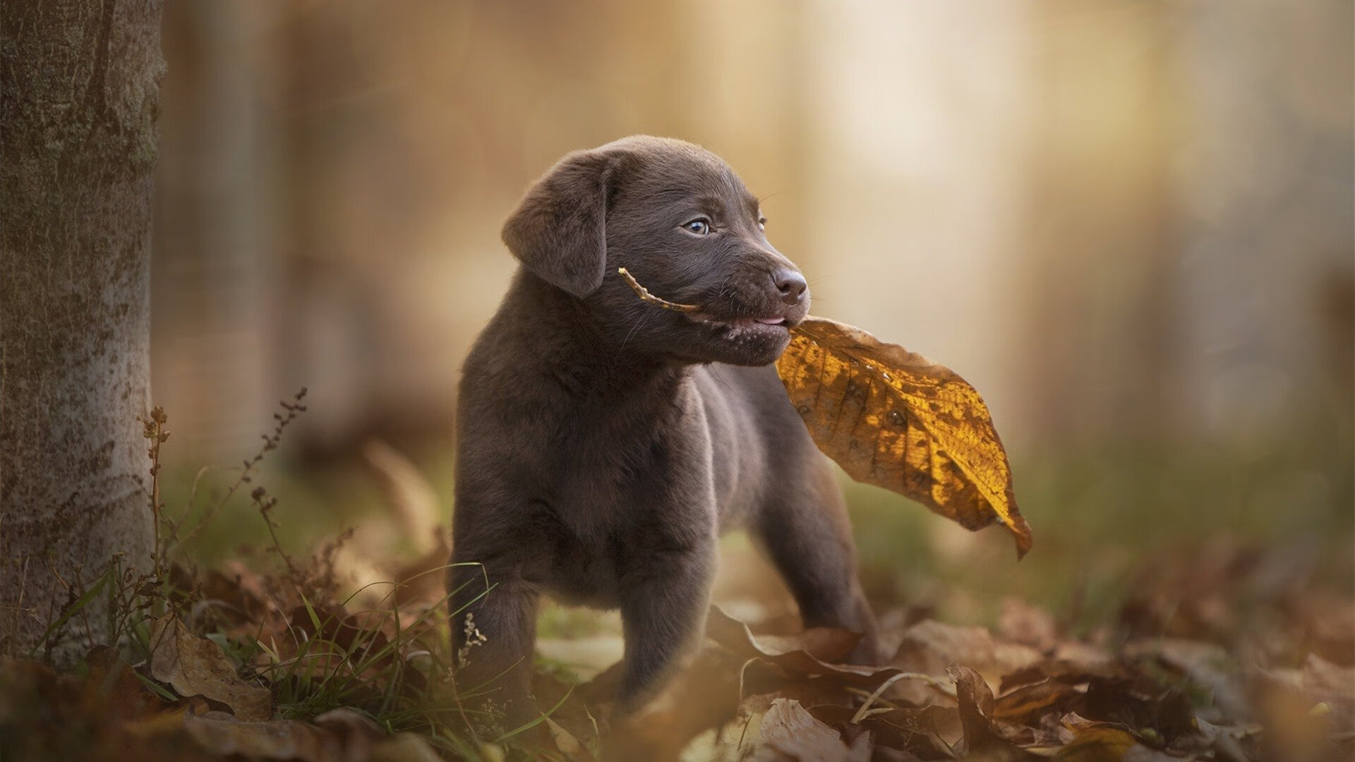 跨越时空的胜利,绿衫军泥沼破金,莫兰特欧陆封神