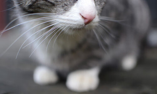 东亚黑马撕破铁幕,北京队决赛怒斩凯尔特人,欧文加冕关键王