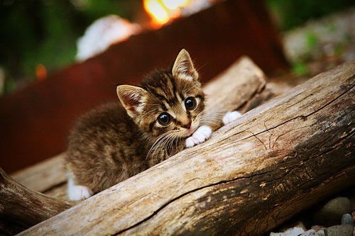 历史之夜,保罗第20000分跨越篮球次元,湖人破界击败十冠王广东