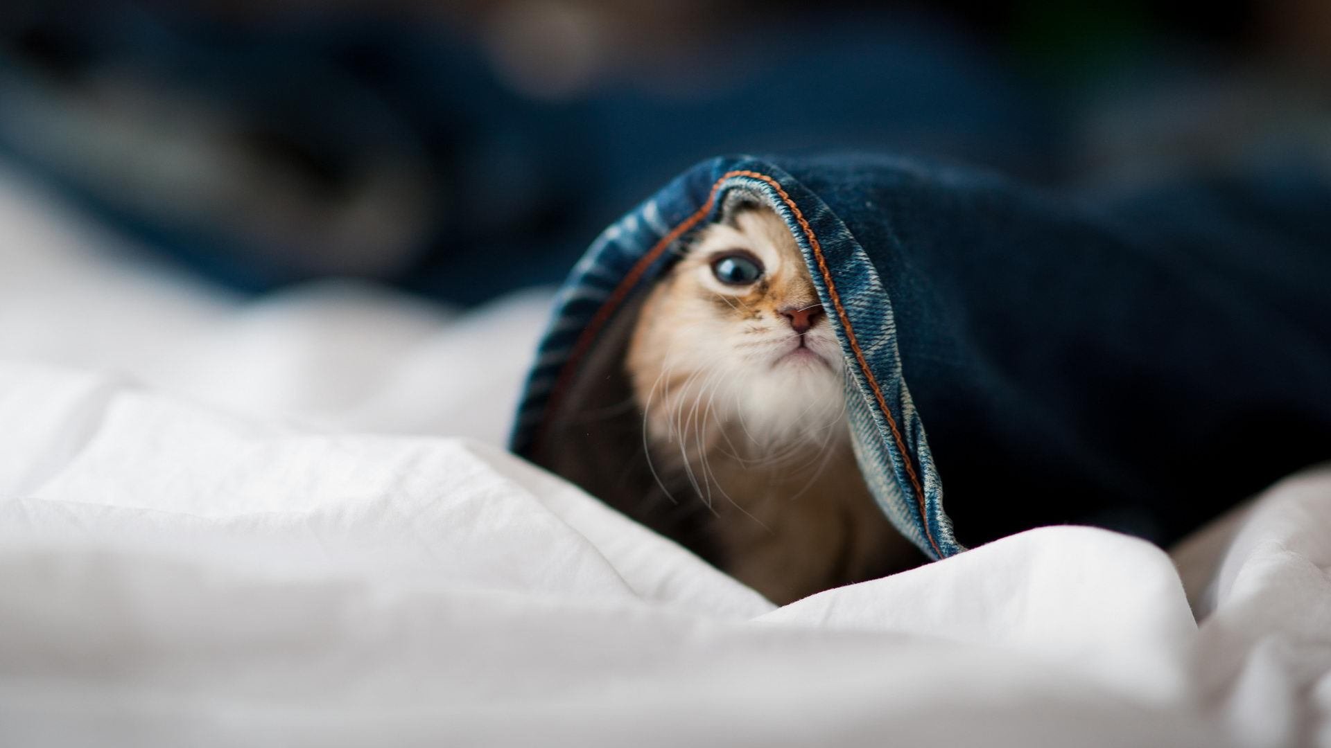 当米切尔接管比赛，从NBA到欧冠的极致个人英雄主义