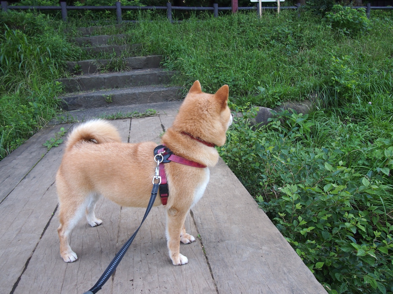 卢卡库导演胜利，从个人表演到战术核心的完美蜕变