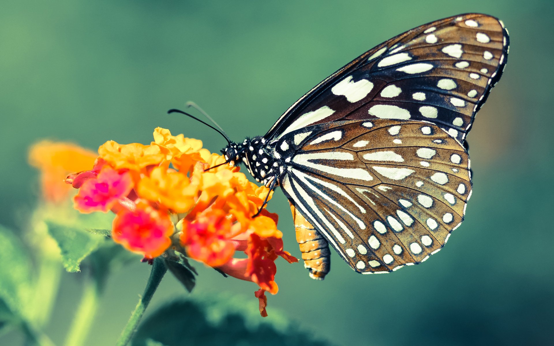 草根逆袭与巨星归来,当步行者用战术杀死巨兽,莫兰特用天赋改写剧本