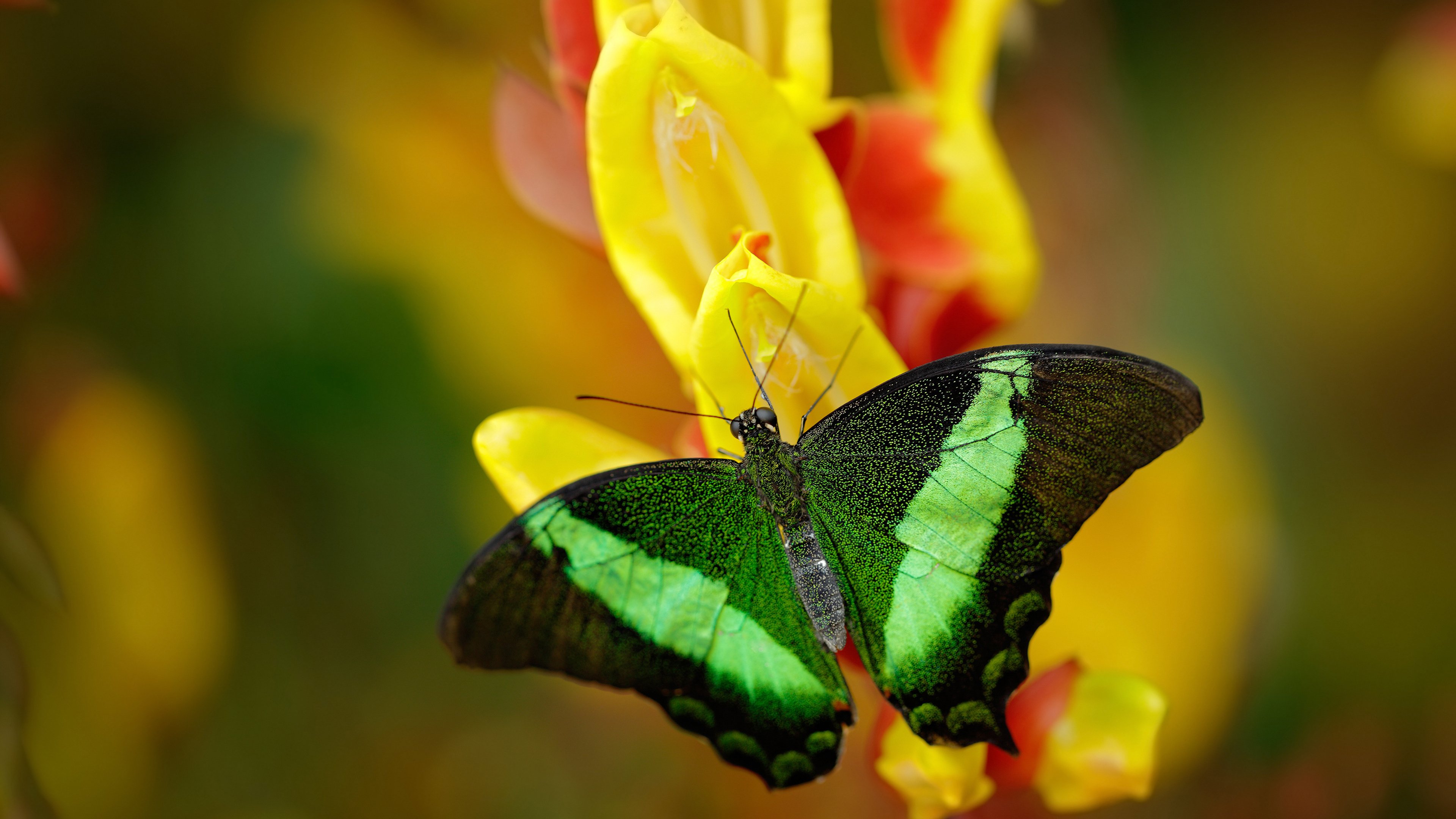 魔翼与风笛，赢下心跳的0.001秒
