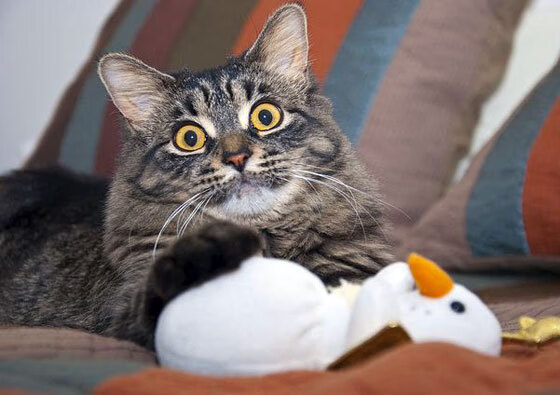 北欧神话与东决魂的交融,三笘薰关键战接管,芬兰式收割英格兰