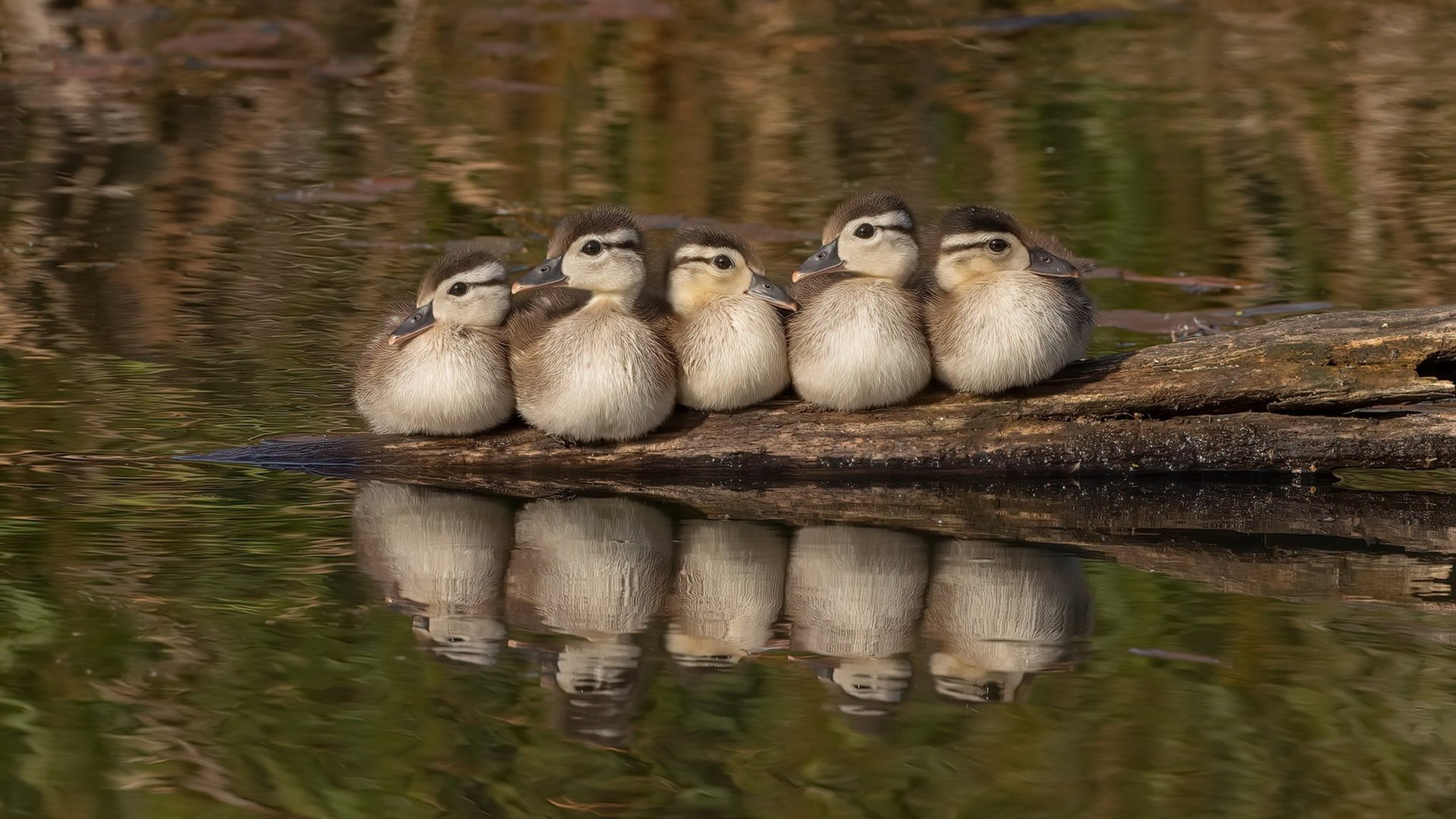 防守的艺术,从瑞典铁锁到赖斯之盾,欧冠赛场的统治哲学