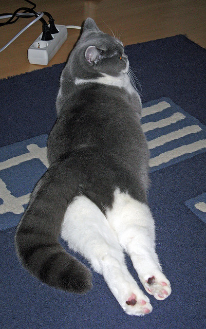 足球的非对称美学,当孙兴慜的个人天赋与尼斯的集体智慧重塑比赛规则