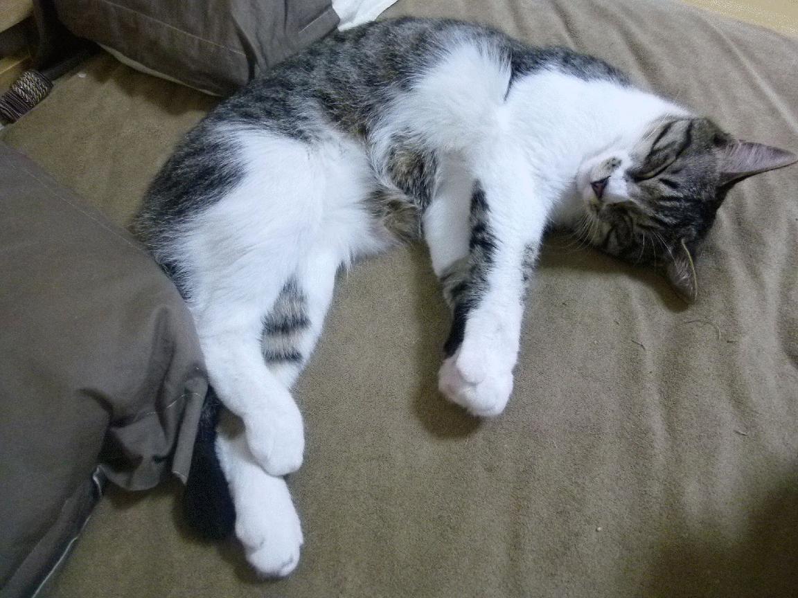 篮球与足球的激情碰撞，多特蒙德掀翻国际米兰的NBA式总决赛