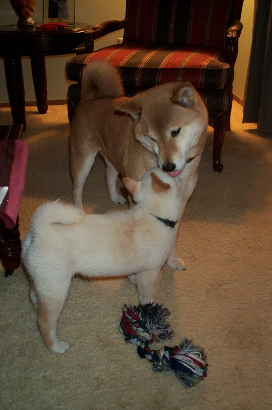 绿茵浪潮，意甲南美风暴与巴拉圭的突袭艺术