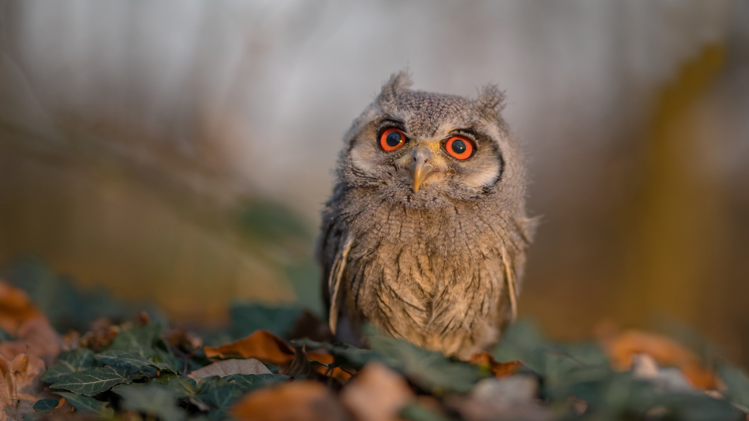 唯一致胜变量，伊布登场前，尼斯与雷恩的数学题无解