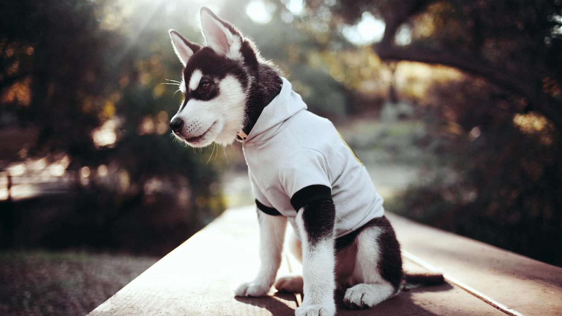 世纪审判,国际米兰踏平摩纳哥,奥利维耶在年度焦点之战加冕为王