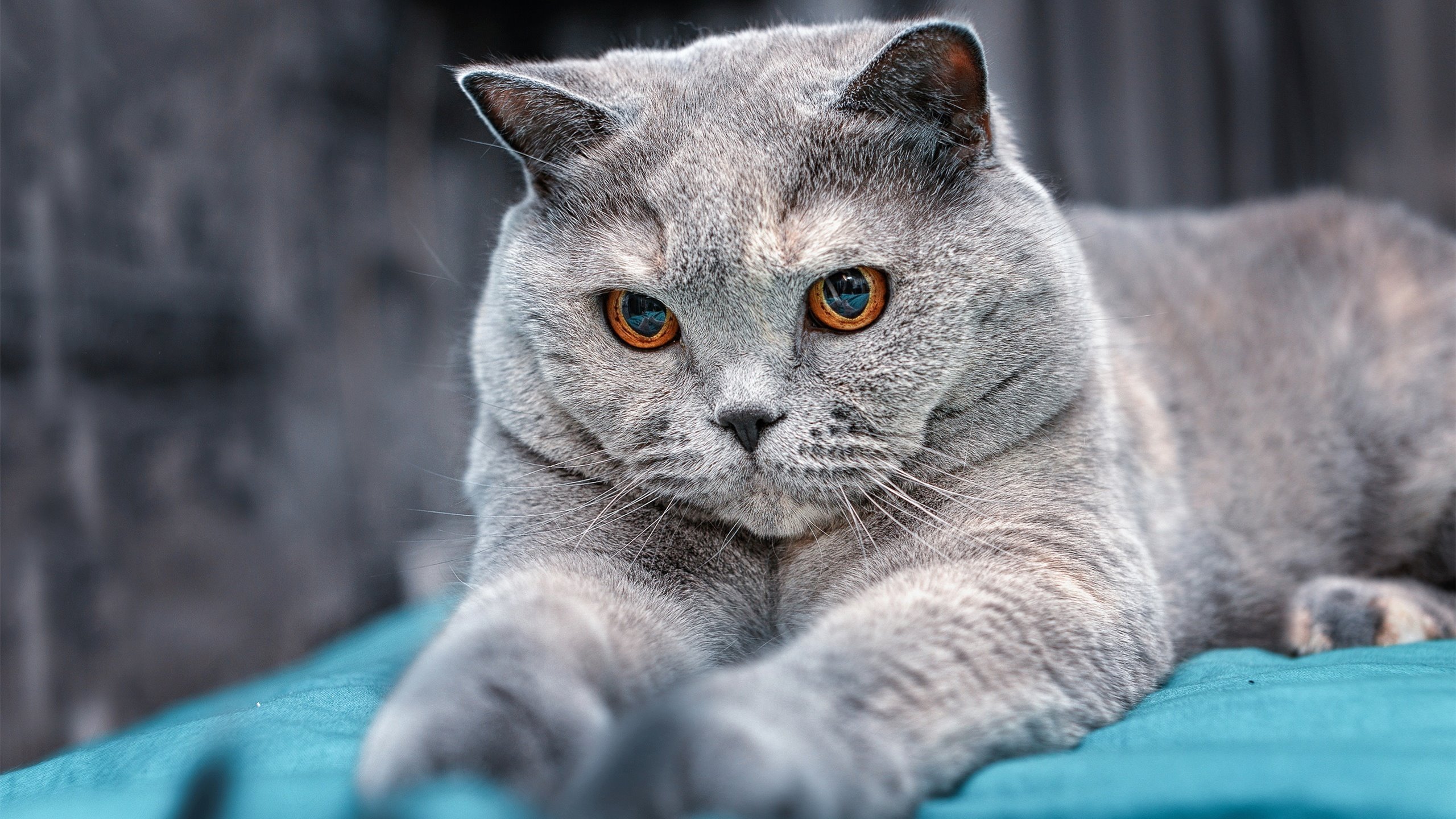 新王加冕!哈利伯顿末节17分献绝杀,掘金4-2淘汰鹈鹕挺进西决