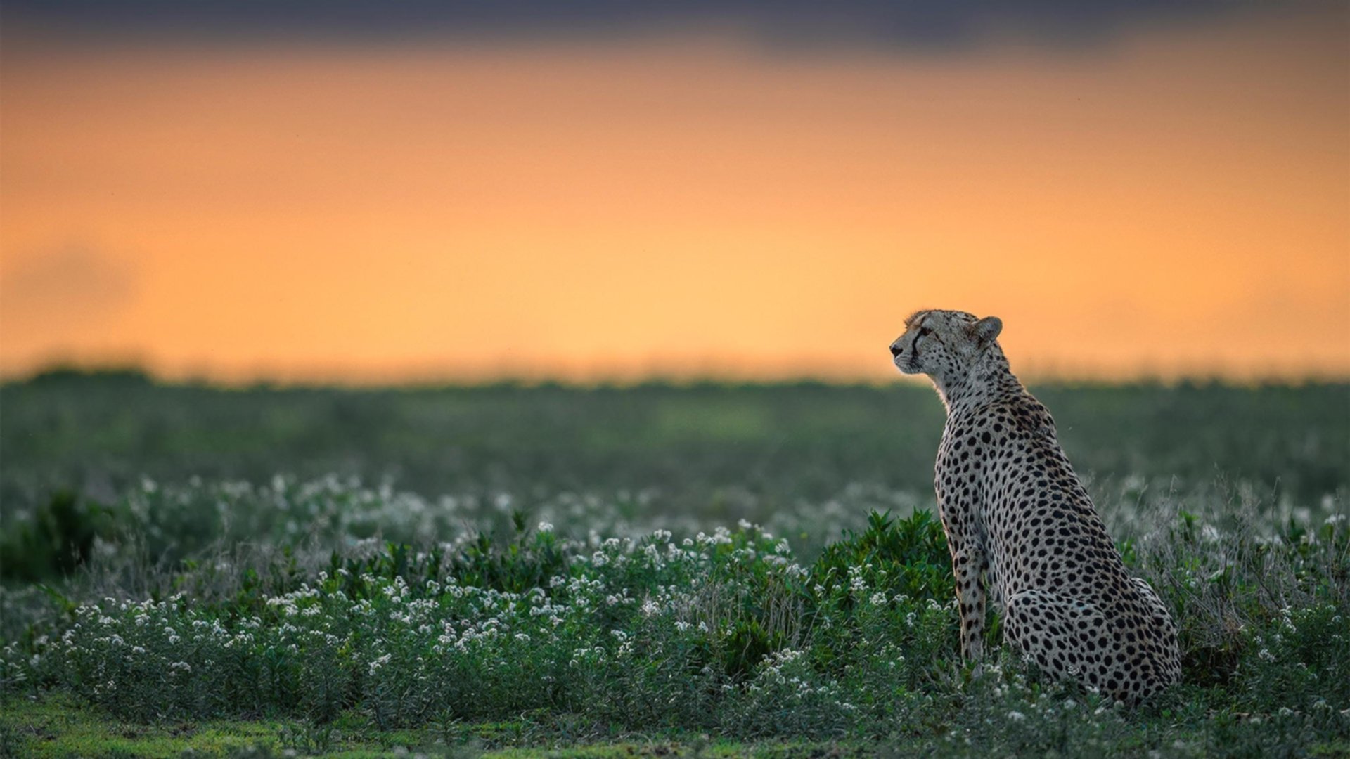绿茵与硬木的战术共鸣，当西甲国家德比遇上火箭压制爵士