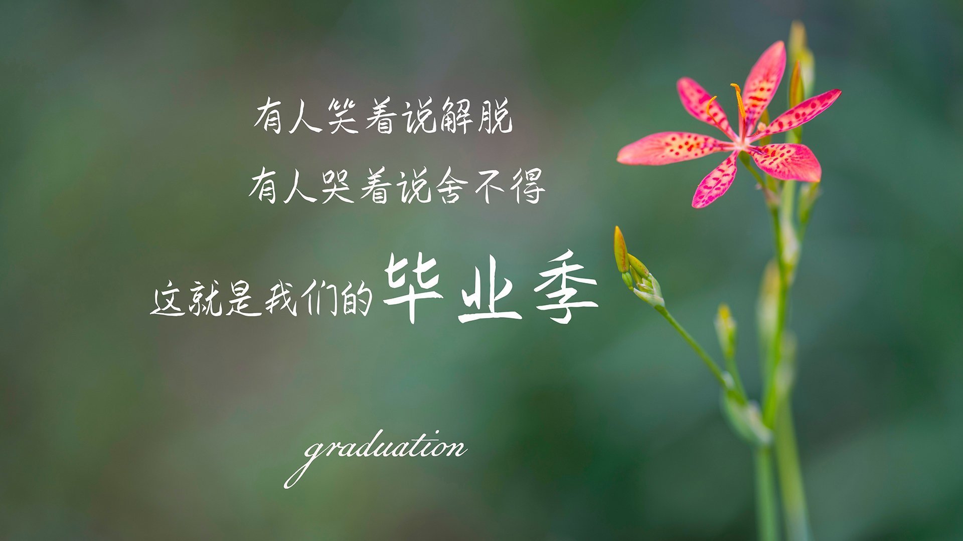 烈焰穿心！基耶萨蓝焰点燃马拉多纳，那不勒斯刺穿红牛晋级路