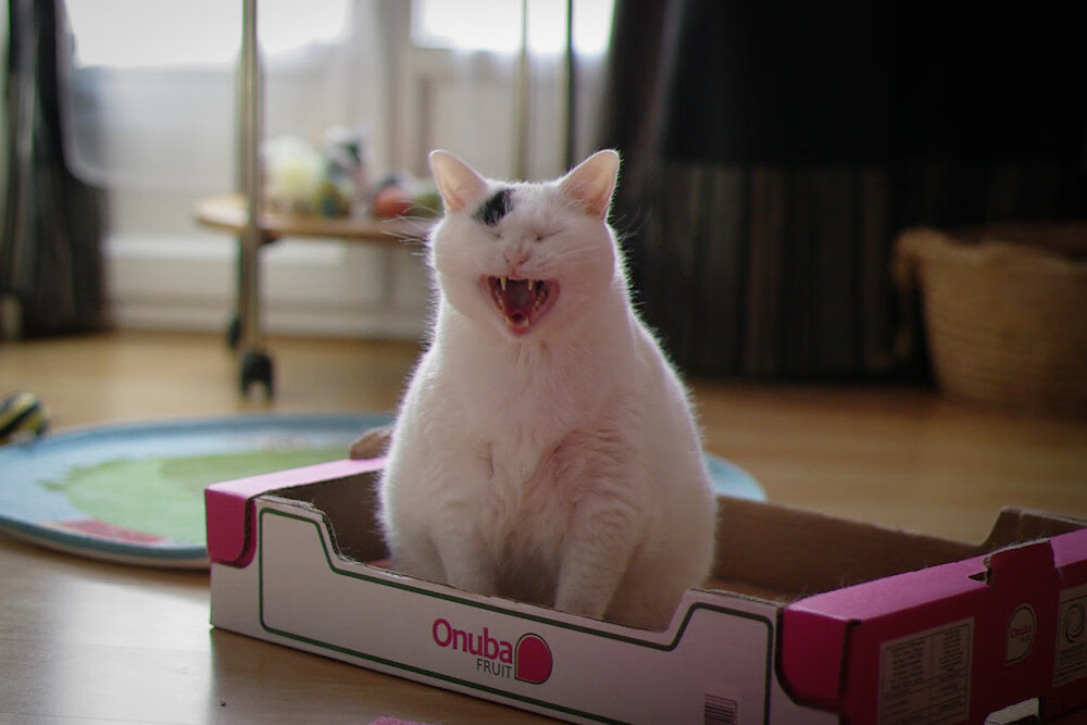 开云体育中国-意甲巅峰战暗流涌动，阿根廷双子星对决改写西甲格局